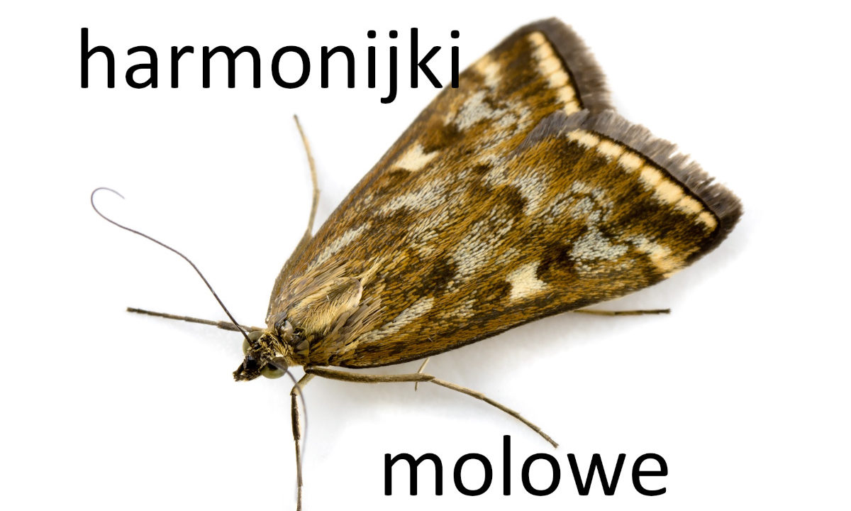 harmonijki molowe