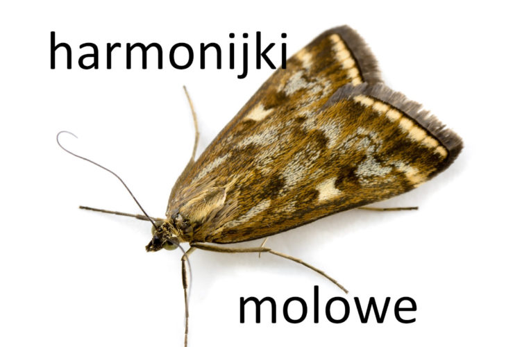 Harmonijki molowe